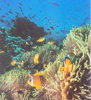 Anemoonvisjes bij Sanganeb reef