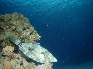 groot/sany0381.jpg