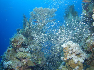 groot/sany0427.jpg