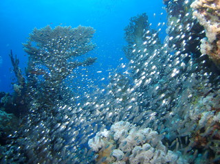 groot/sany0428.jpg