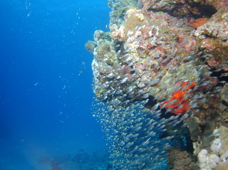 groot/sany0451.jpg