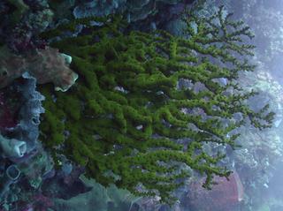 groot/00570.jpg