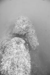 groot/04070.jpg